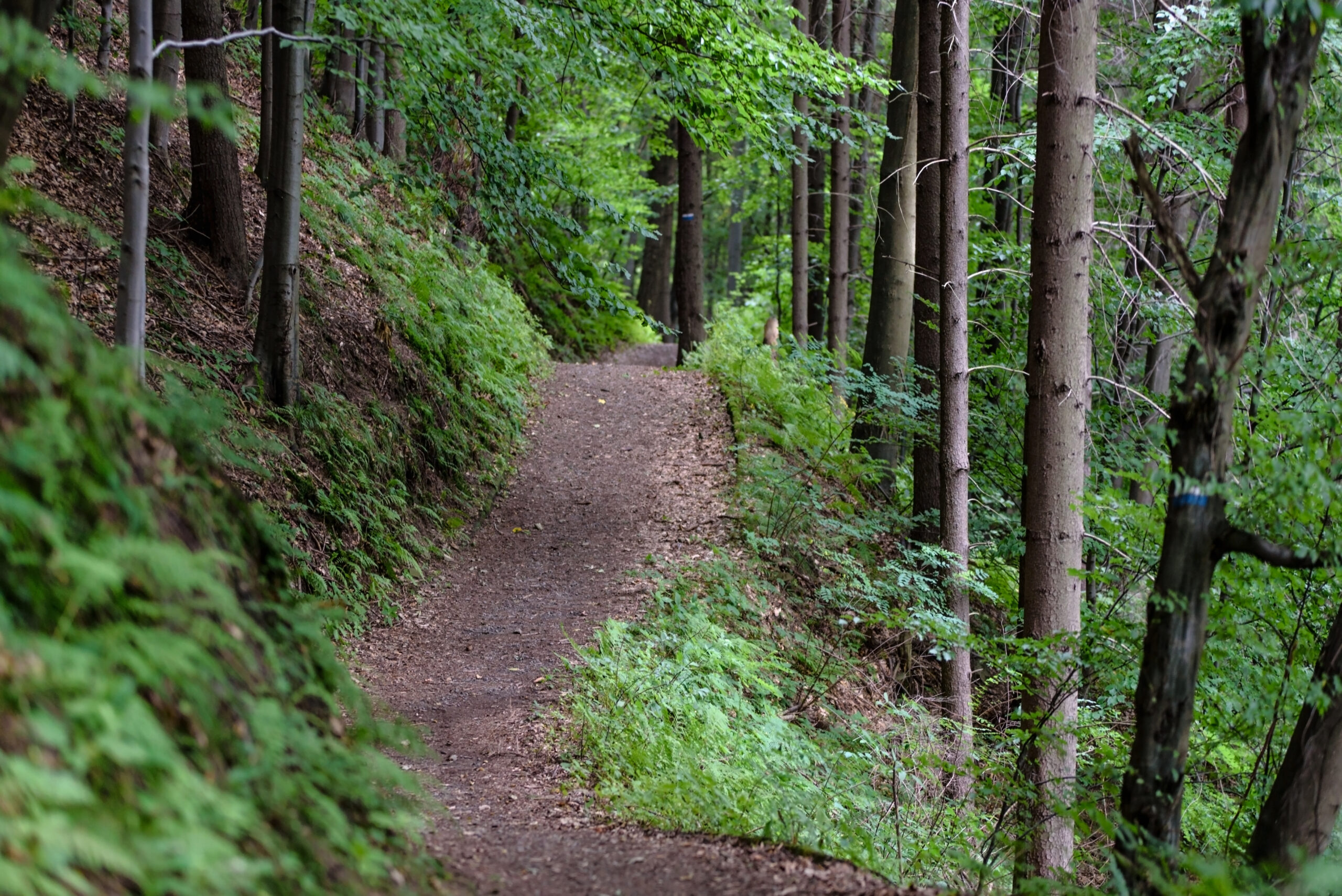 How Do I Vacuum And Clean Outdoor Recreational Trails And Hiking Areas?